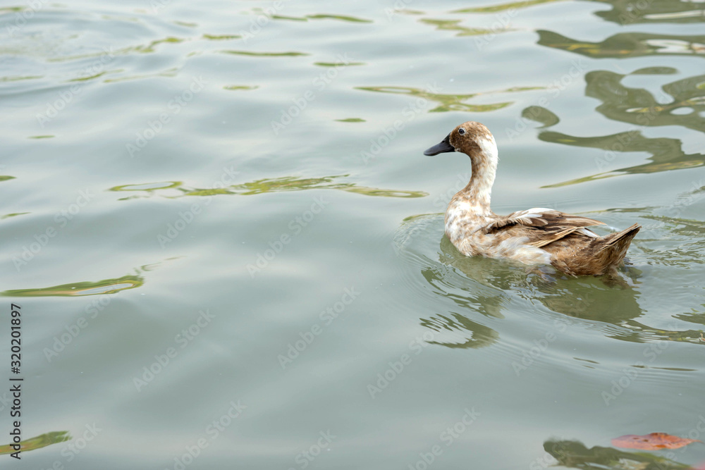 Fototapeta premium Brown ducks swimming for food