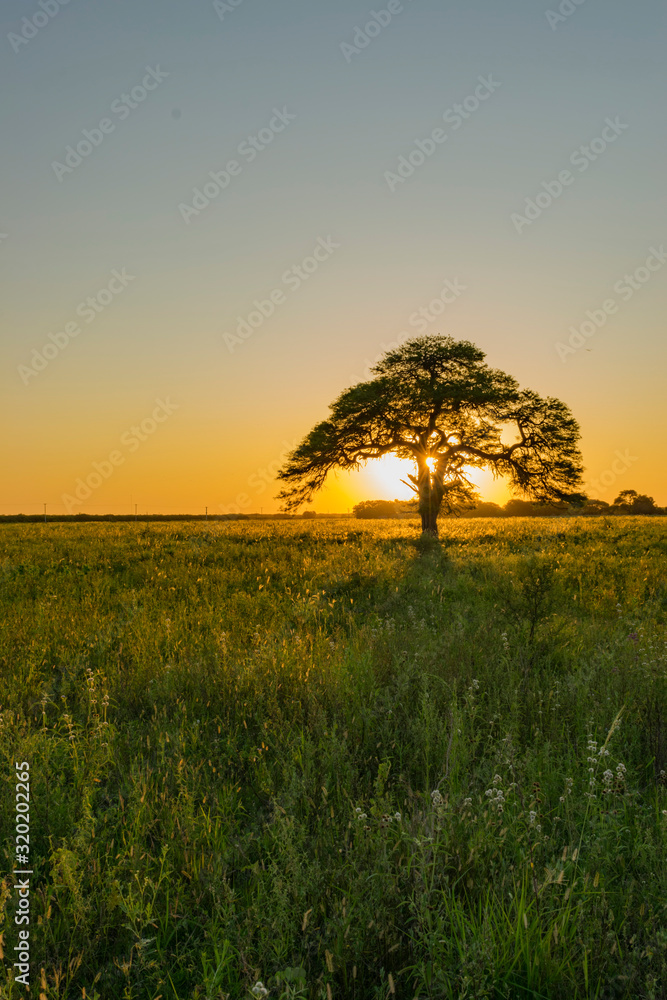 Fototapeta premium Atardecer de Campo, Algarrobo tapando el Sol