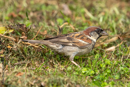 House Sparrow in New Zealand