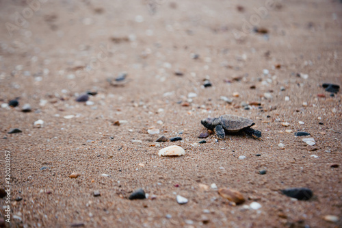 Baby turtle hatching and walking on the beach to ocean new life beauty in nature life environment Bundaberg Queensland Australia 