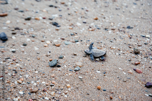 Baby turtle hatching and walking on the beach to ocean new life beauty in nature environment Bundaberg Queensland Australia hard life