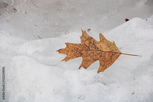 Frozen leaf in lake in winter