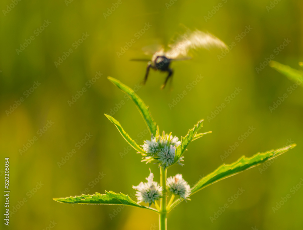 Avispa Negra Alejándose de Flor de Campo Avispa Negra Alejándose de Flor de Campo