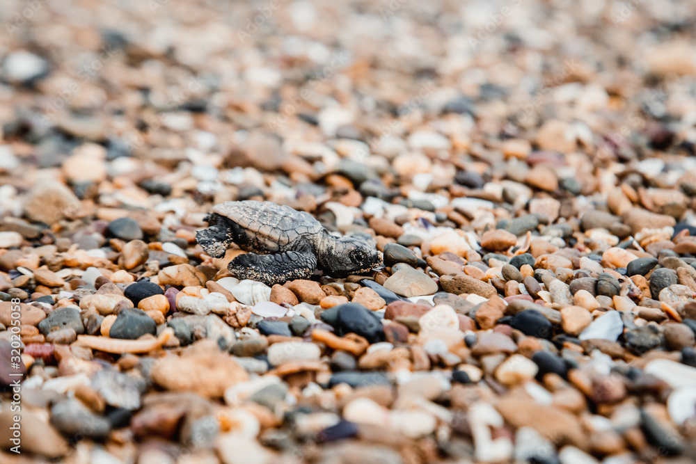 Baby turtle hatching and walking on the beach to ocean new life beauty in nature environment Bundaberg Queensland Australia emotional Baby turtle hatching and walking on the beach to ocean new life beauty in nature environment Bundaberg Queensland Australia emotional