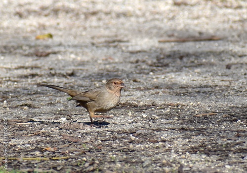 A California towhee (Melozone crissalis) trots along the ground in Ramsay Park in Watsonville, California. photo