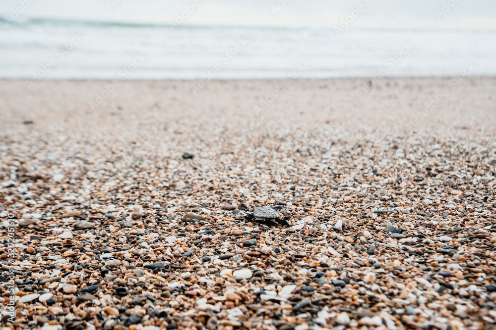 one baby turtle hatching and walking on the beach to ocean new life beauty in nature environment Bundaberg Queensland Australia 6 one baby turtle hatching and walking on the beach to ocean new life beauty in nature environment Bundaberg Queensland Australia 6