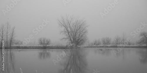 Trees around a pond in winter