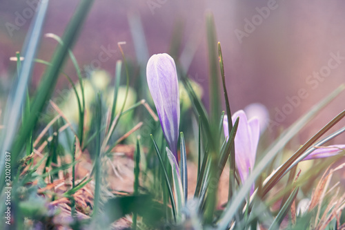 Purple Crocus Vernus or Versicolor with closed flowers in undergrowth of Italian Alps