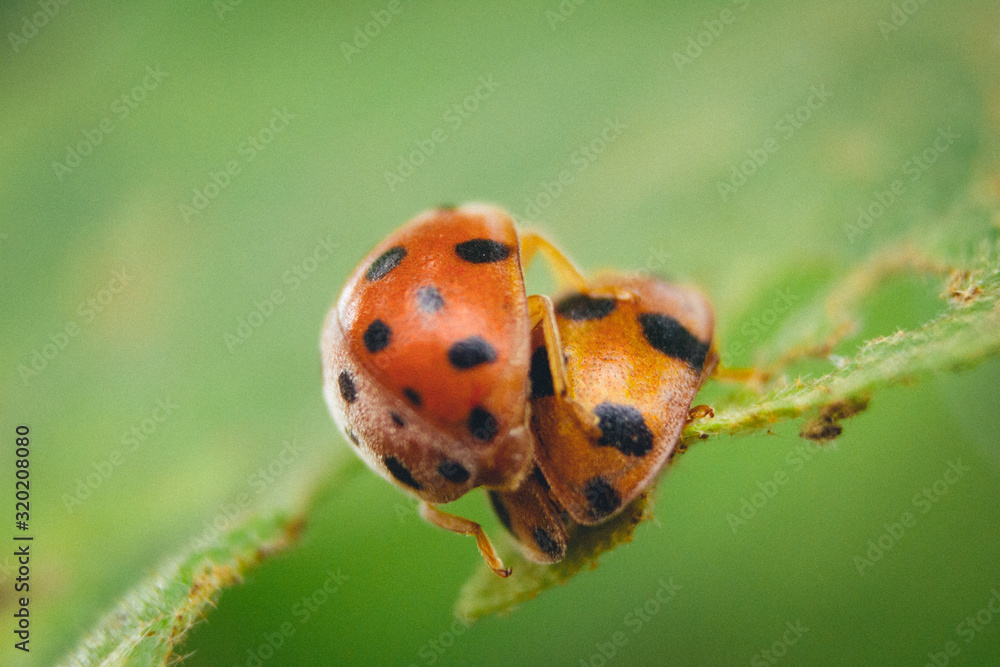 rare picture of a ladybugs couple making love on green leaf rare picture of a ladybugs couple making love on green leaf