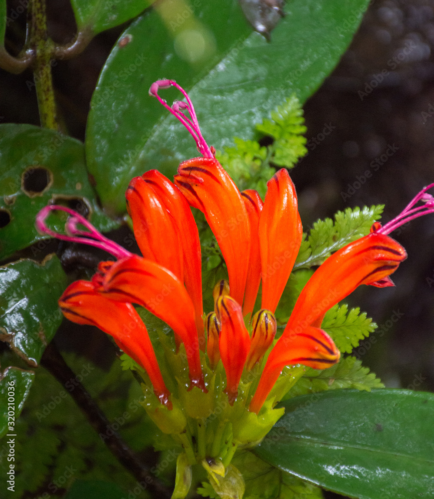 Exotic red and orange flower in the forest after rain Exotic red and orange flower in the forest after rain