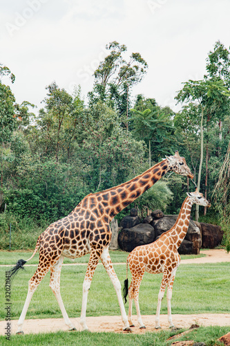 two giraffes in Australia zoo couple