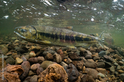 Chum Salmon 