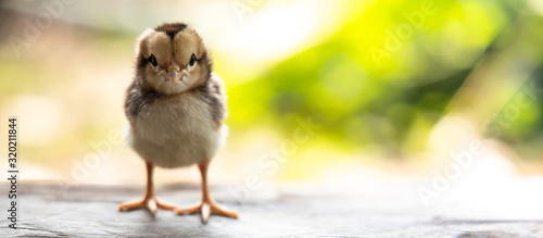 Photo cute chick on wooden with light nature backdrop