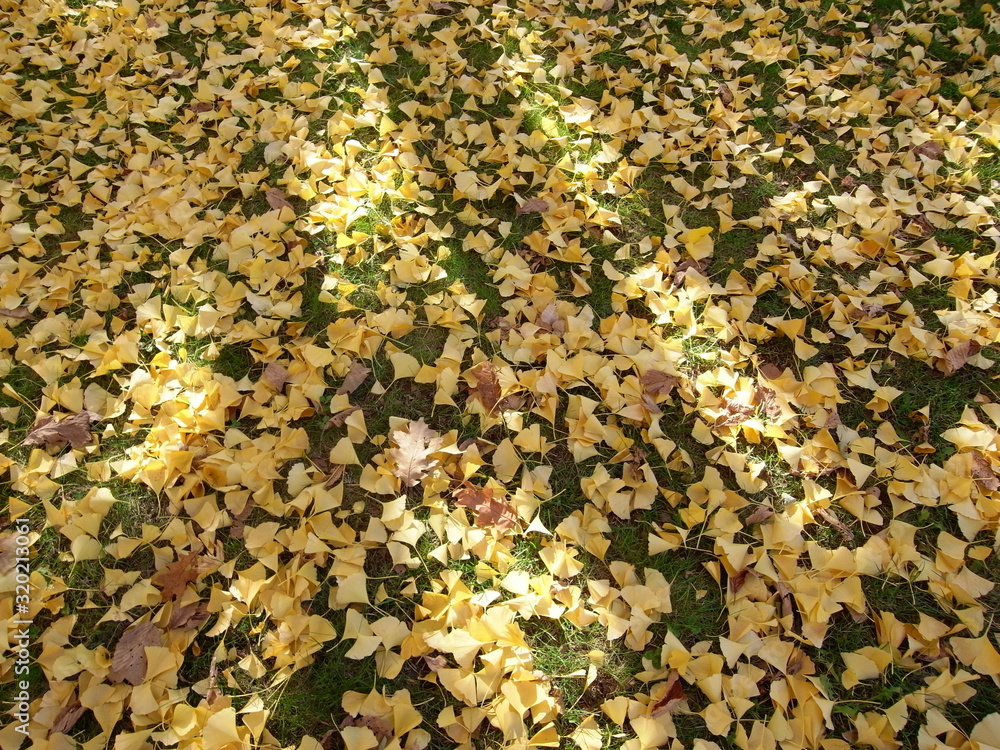 紅葉のじゅうたん 紅葉のじゅうたん