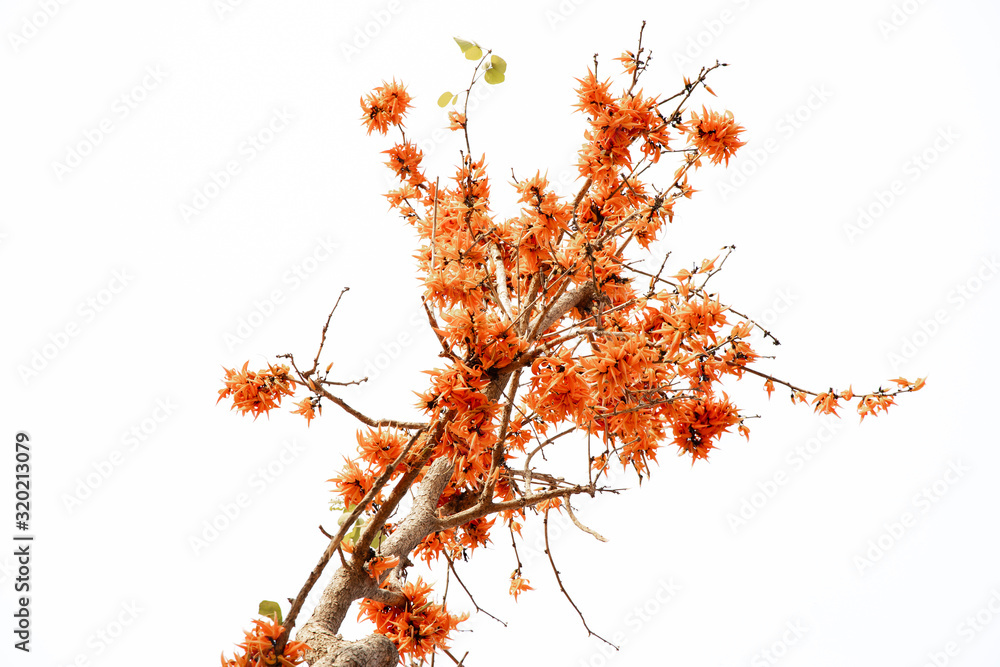 Butea Monosperma or palash flower of southeast asia on white background. Plaso monosperma, Butea frondosa, Erythrina monosperma. Butea Monosperma or palash flower of southeast asia on white background. Plaso monosperma, Butea frondosa, Erythrina monosperma.