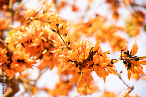 Butea Monosperma or palash flower of southeast asia on white background. Plaso monosperma, Butea frondosa, Erythrina monosperma. photo