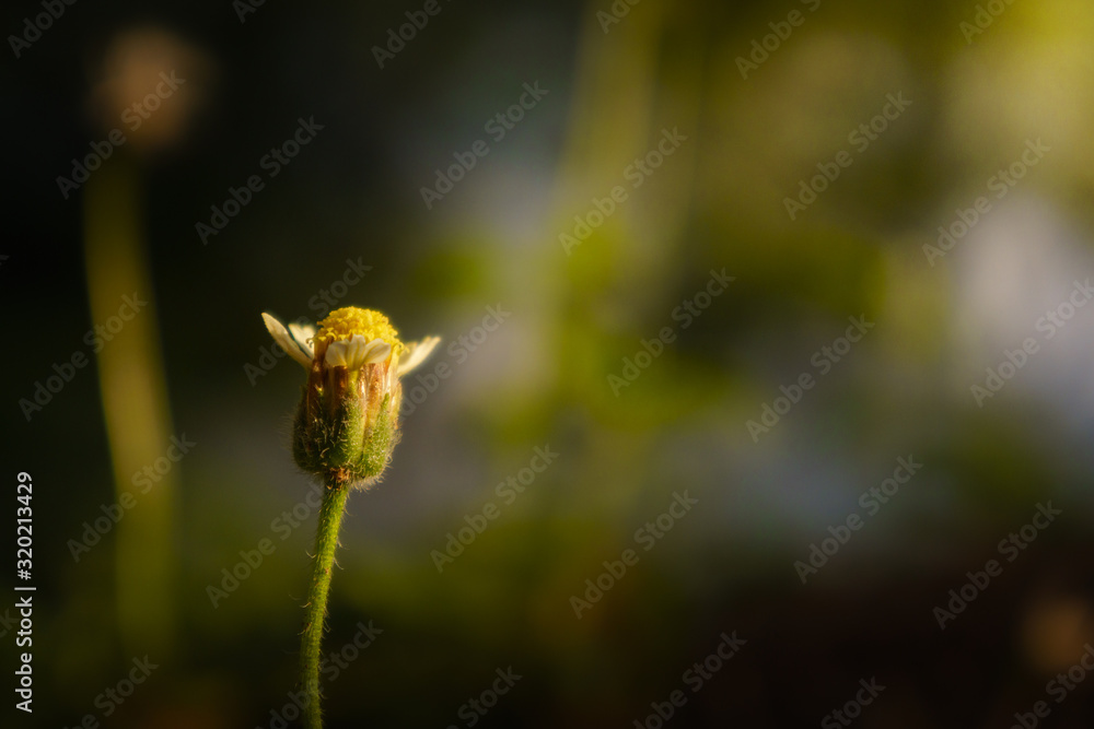floral summer spring background conceptual. close up on flowers against blurry background. focusing on flowers. soft focus. free copy space. colourful artisitic images floral summer spring background conceptual. close up on flowers against blurry background. focusing on flowers. soft focus. free copy space. colourful artisitic images