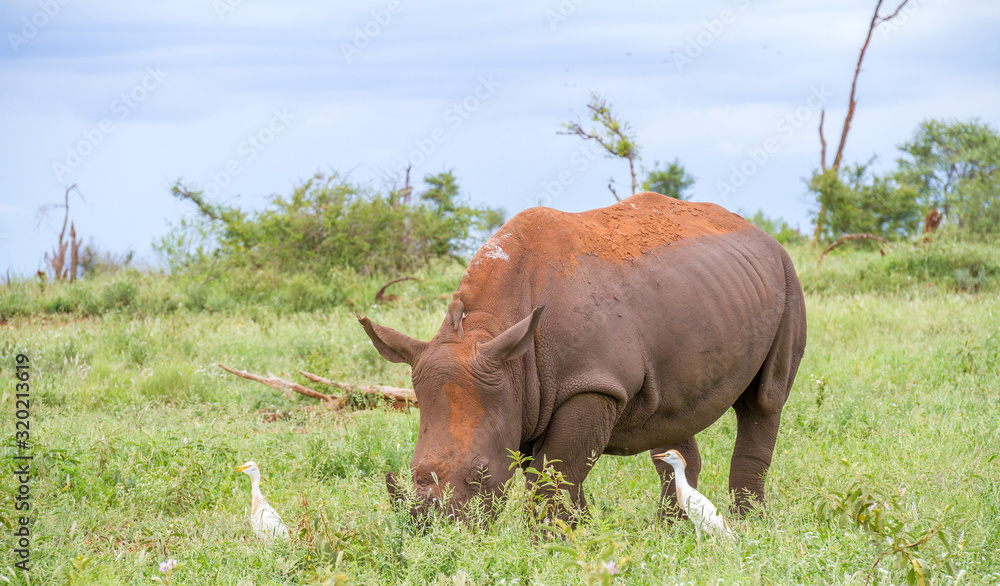 Fototapeta premium White rhino grazing on the African savanna together with cattle egrets and a red-billed oxpecker image in horizontal format