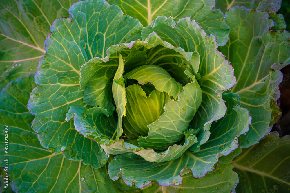 Obraz premium Green organic cabbage vegetable head with leaf
