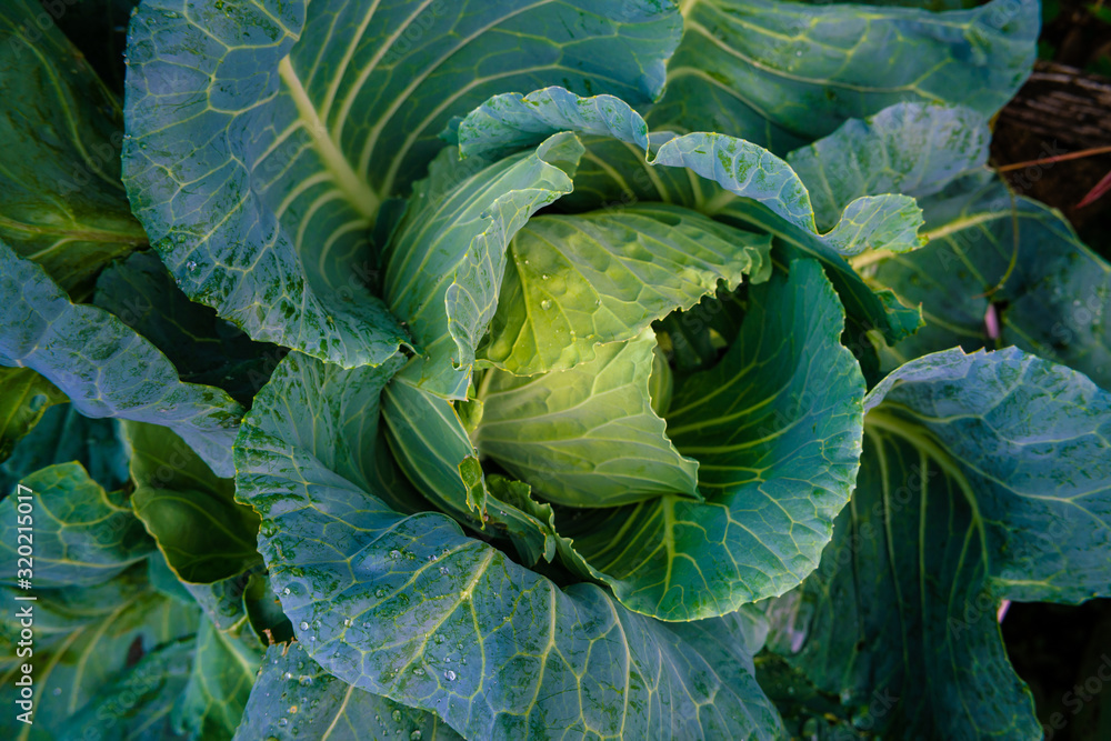 Fototapeta premium Green organic cabbage vegetable head with leaf