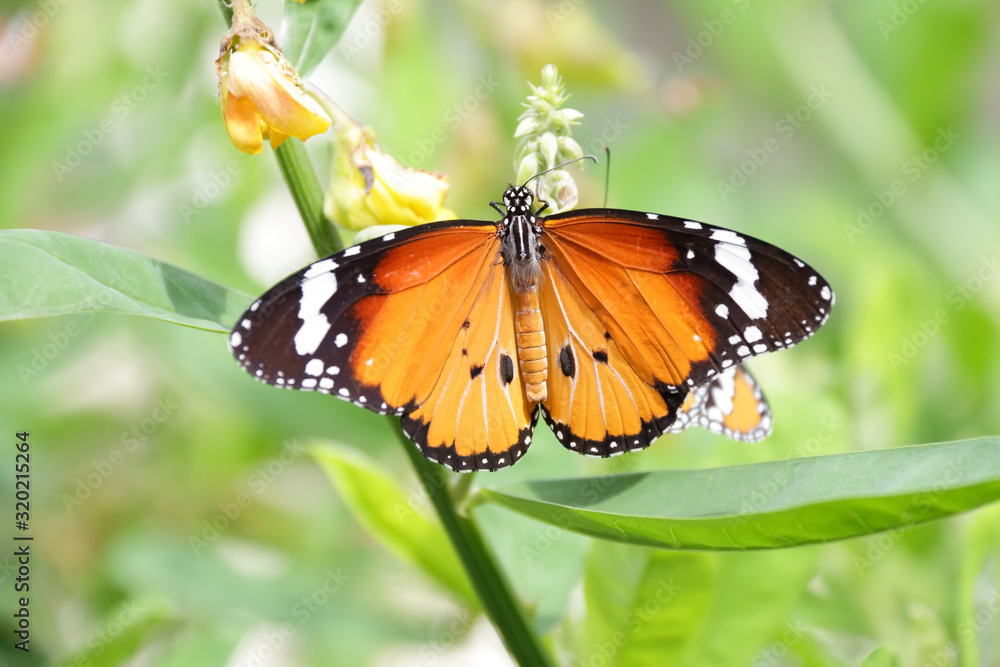 A beautiful butterfly in the garden A beautiful butterfly in the garden