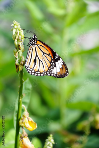 A beautiful butterfly in the garden © menphoto39