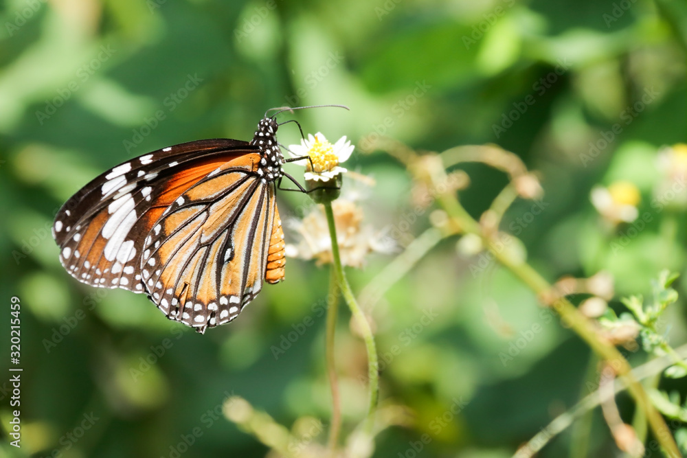 A beautiful butterfly in the garden A beautiful butterfly in the garden