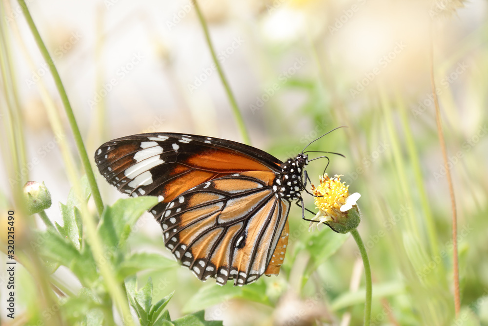 Obraz premium A beautiful butterfly in the garden