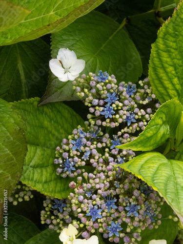 Wallpaper Mural flowers in the garden Torontodigital.ca