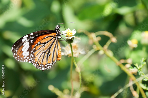 A beautiful butterfly in the garden © menphoto39