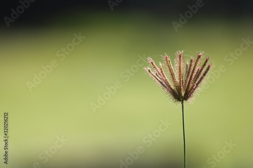 grass seed with green background