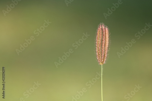 grass seed with green background
