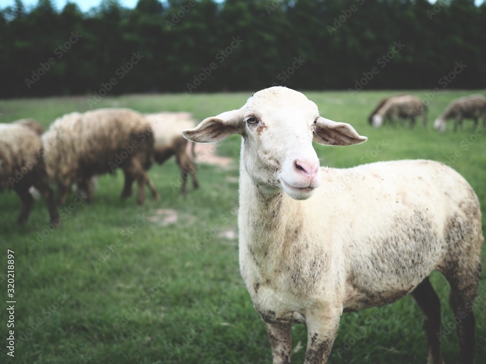 A dirty wool sheep is eating grass in a green lawn.