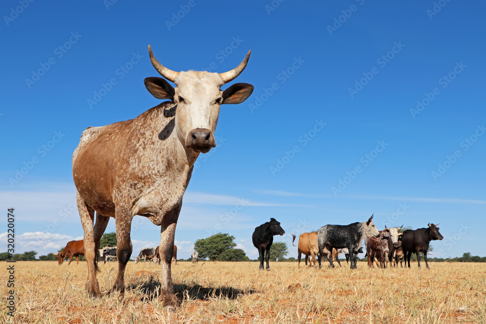 Nguni cow - indigenous cattle breed of South Africa - on rural farm. - obrazy, fototapety, plakaty 