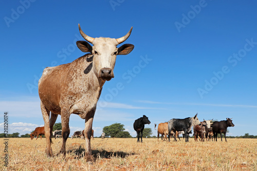 Fotografia Nguni cow - indigenous cattle breed of South Africa - on rural farm