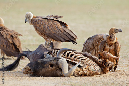 White-backed vultures (Gyps africanus) scavenging on a wildebeest carcass, South Africa. photo