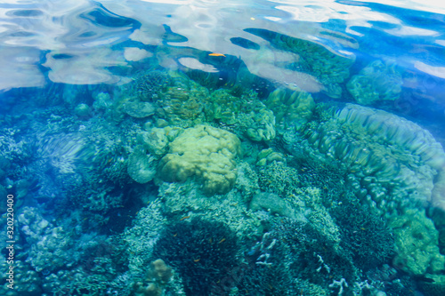 Fototapeta Naklejka Na Ścianę i Meble -  Clear sea water sees coral reefs underwater at Surin Islands National Park, Phang Nga, Thailand.