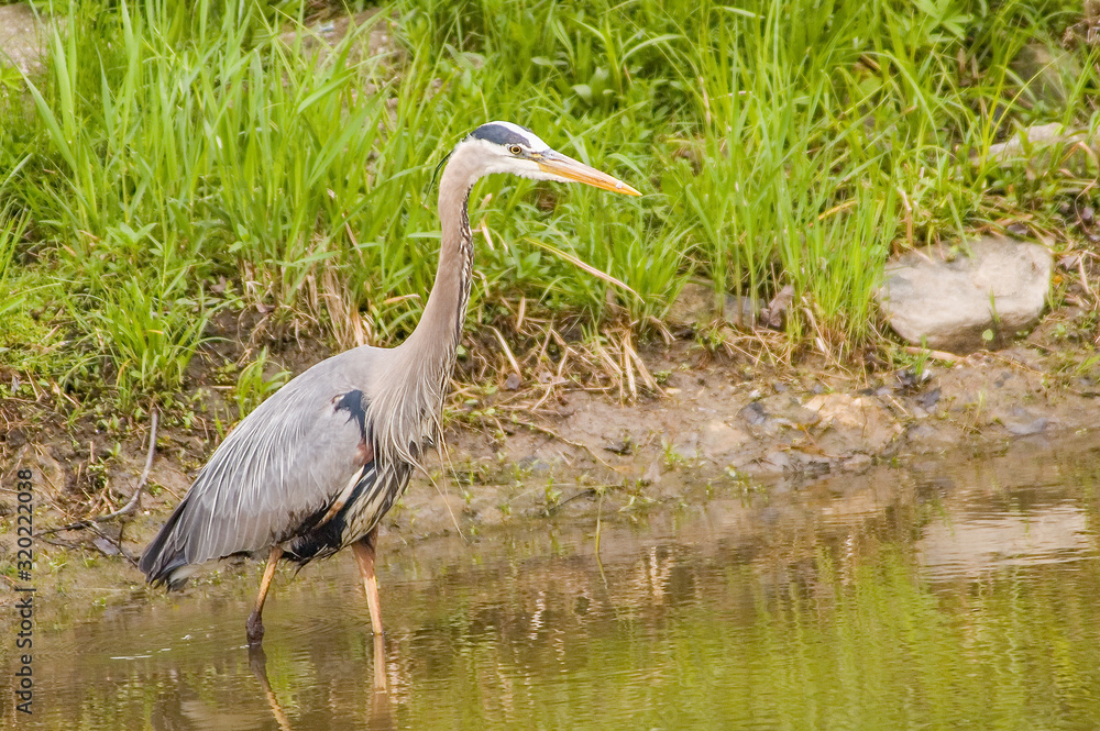 Naklejka premium Great Blue Heron fishing landscape
