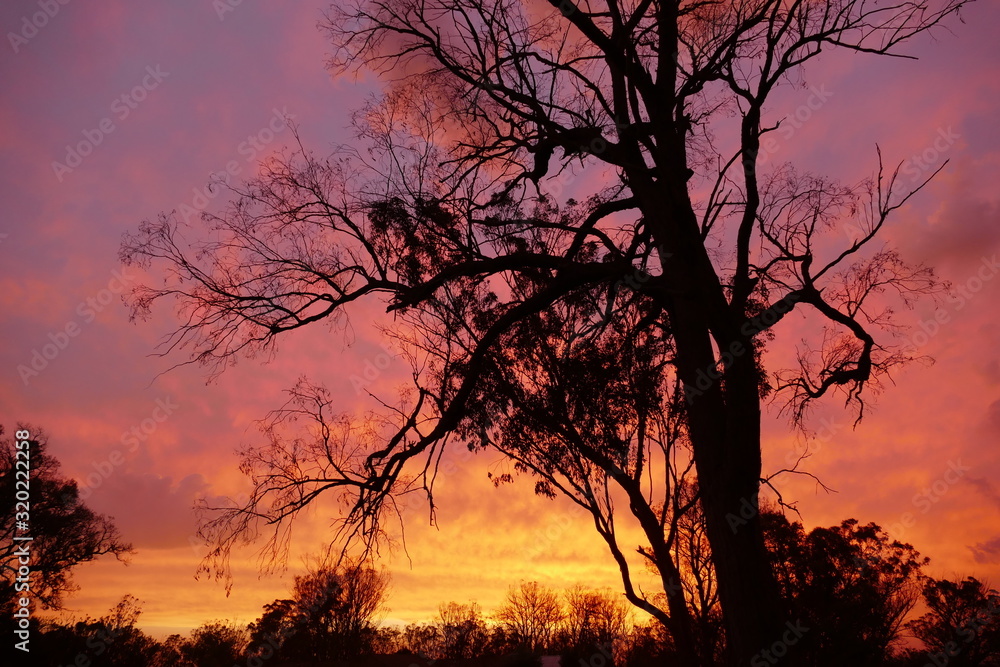 silhouette of tree at sunset silhouette of tree at sunset