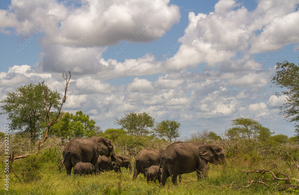 Wilderness setting in Africa with a small herd of elephant cows and calves image in horizontal format