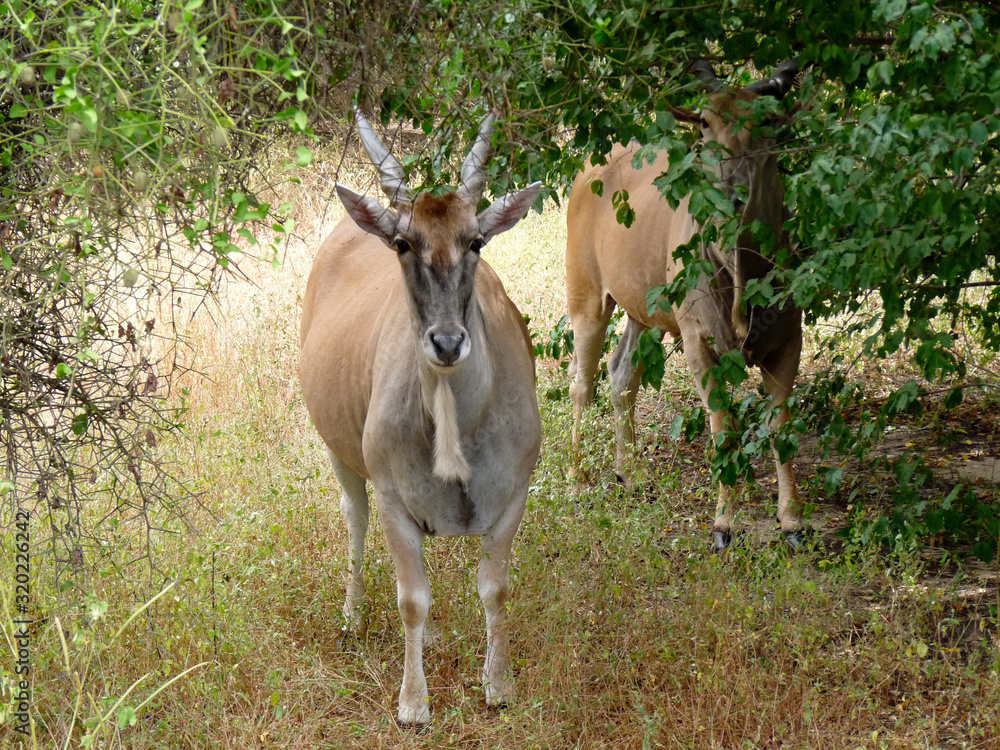 Foret Réserve de Bandia National Park in Dakar in Senegal - DKR