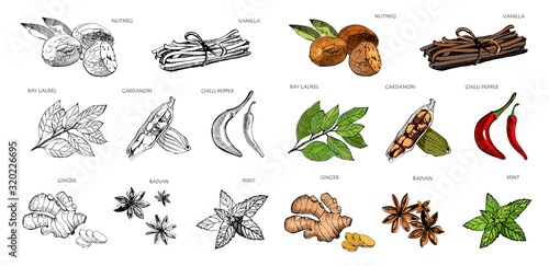 Hand drawn colorful spices. Vanilla and pepper, cardamom and badian , nutmeg and bay leaves, mint and gingerSketch kitchen herbs isolated vector set.Outline and colored version