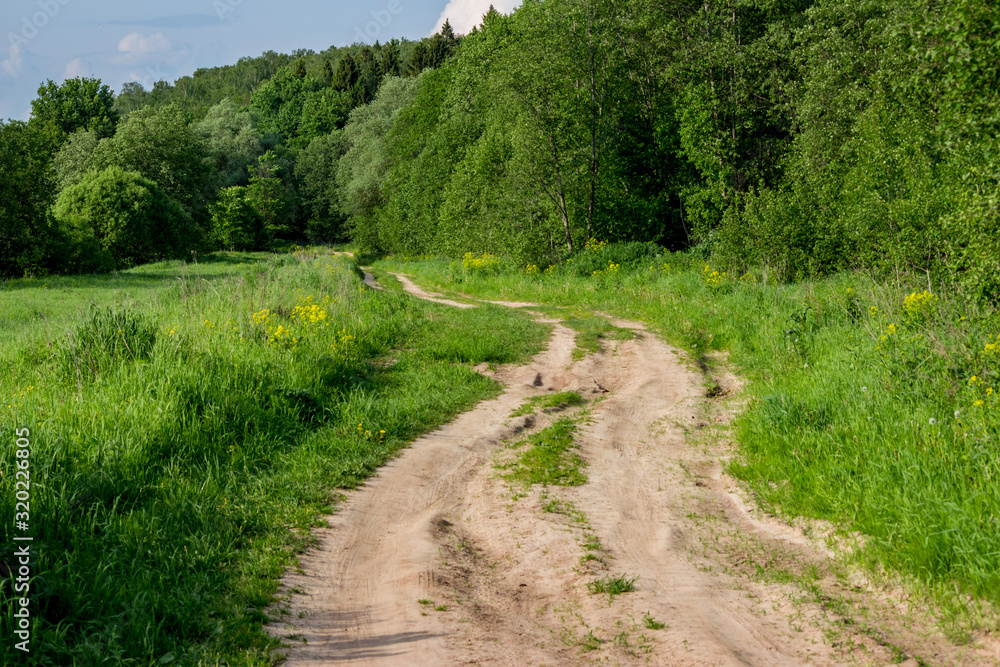 A winding rural dirt road stretching into the distance among a beautiful forest area