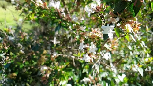 Slow motion moving through and past small white flower bush while bees are flying around with bright green leaves. photo