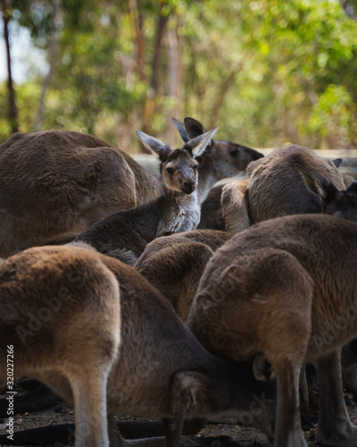 Young kangaroo looking up inside a pack