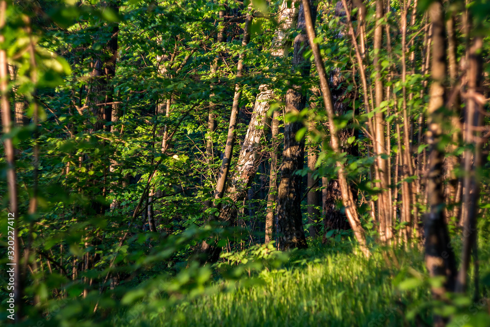 View through green forest thickets on a summer day View through green forest thickets on a summer day