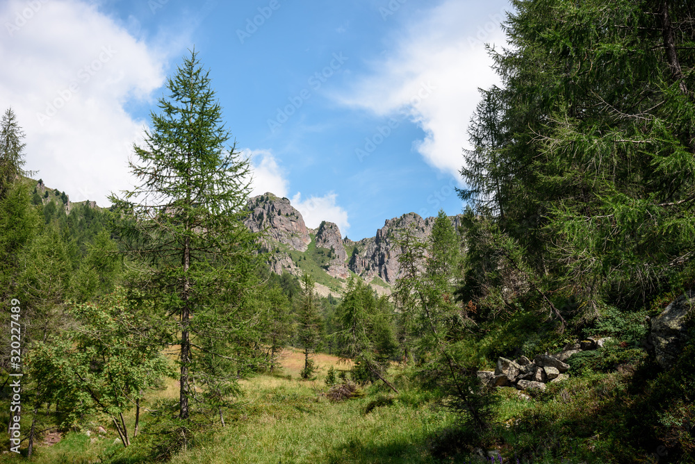 alps landscape during summer, view of mountain peaks and a pine woodland in the italian alps alps landscape during summer, view of mountain peaks and a pine woodland in the italian alps