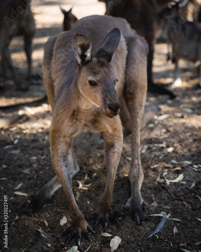 Muscle kangaroo adult