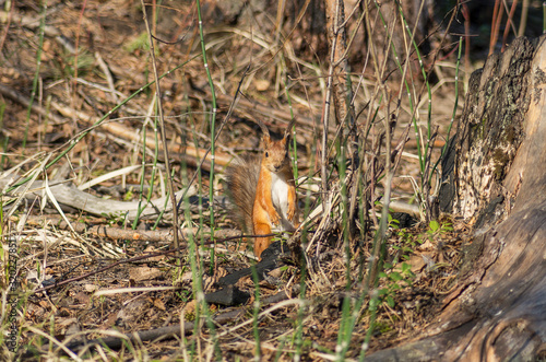 Western Siberia. Squirrel in the forest.