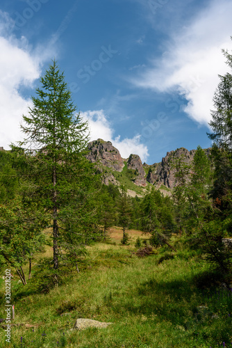 alps landscape during summer, view of mountain peaks and a pine woodland in the italian alps